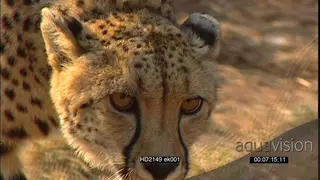 Cheetah face CU walking