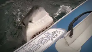 Great White shark attack and bite inflatable boat. AmCam