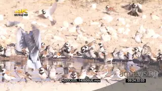 Cape Turtle Doves with Flock of Cape Sparrows Social Weavers and Cuckoo-finch weaver.