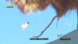 Sociable Weaver flying out nest SLOWMO