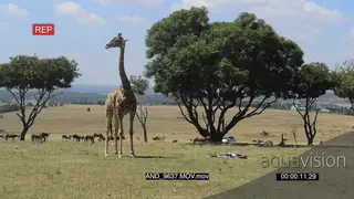 Giraffe standing next to the new born calf LWS