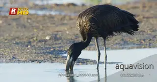 Openbilled stork standing, searching for aquatic insects using its beak and looking around.