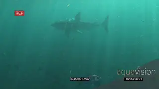 Great white shark swimming underwater in ocean turning towards camera then passing by UW.