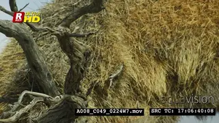 Sociable weavers flying on the tree branch and inside the nest, looking around.