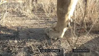 Sub adult male Lion walking in woodland XCU