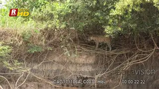 Jaguar walking on the riverbank on a tree, then entering the river