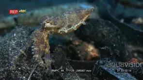 Macro slow motion shot of the whole body of a blue-ringed octopus, Hapalochaena sp…