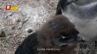 HA of a African penguins chick standing and falling asleep.