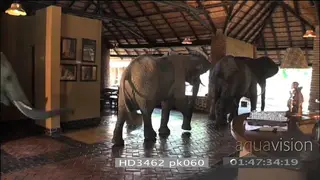 African elephants with calf walking through Mfuwe lodge reception area HANDHELD