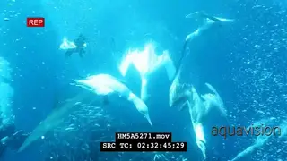 Cape Gannets and Blacktip Sharks attacking Sardines swimming in a ball underwater in.