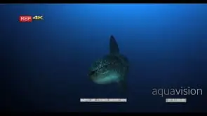 Sunfish mola ramsayi swimming towards camera turn and swim away.