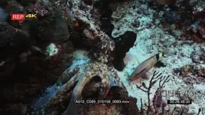 Close up tracking shot of a day octopus moving along the sea bed in disguise.