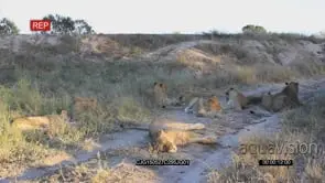 African Lion pride laying down resting and looking around on bushveld LWS
