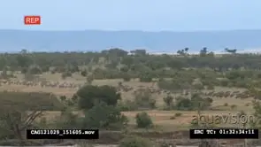Blue Wildebeest herd migration in the savannah HA EST HAND