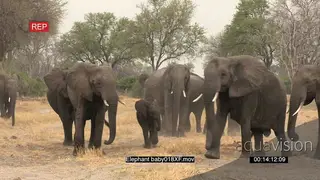 Herd of elephants forming protective shield around newly born baby