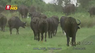 Herd of Cape Buffalo back view, walking, defecating, urinating and feeding on grass.