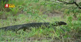 Nile monitor sinous walk, searching and hunting for preys.