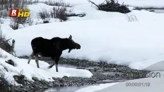 Adult Moose crossing in snow and looking around. MLS.