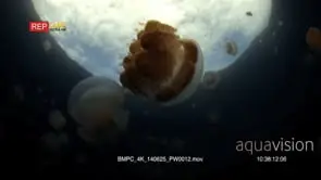 Pulsating Golden Jellyfish,Mastigias papua etpisoni with a view of the waters edge and.