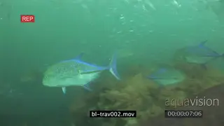 Schools of varied sea fishes swimming underwater in ocean and Giant Kingfishes passing…