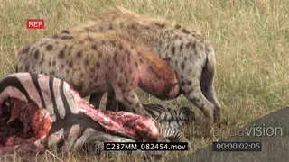 Spotted Hyena clan feeding on Zebra carcass as 2 Hyenas greet social interaction