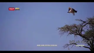 wide shot of a white-backed vulture Gyps africanus flying off from a thorn tree