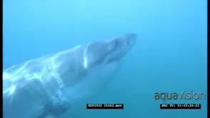 Great White Shark cage diving. Shark swim past UW CU