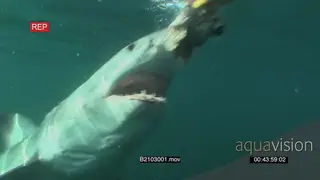 Great white shark swimming and catching a fish from a bait line underwater in ocean.
