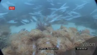 School of Chokka Squids swimming around on coral reef underwater in ocean LWS HAND.