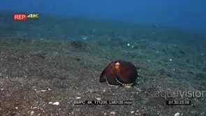 Close up shot of a Veined octopus or coconut octopus.