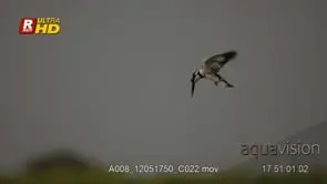 Pied Kingfisher in flight, foraging and flapping wings. AIRFIELD, LATE AFTERNOON.