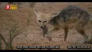 A wet adult cape fox eating a rat after the rain moving to a safer place carrying dead rat.