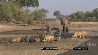 African lion pride African Elephant herd at waterhole cautiously drinking social behaviour