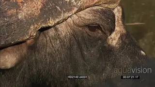 PROFILE of Cape Buffalo face CU