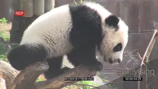 Giant Panda bear cub walking on a tree log jumping to a small dry tree playing around.