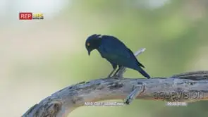 Cape starling on a dead branch
