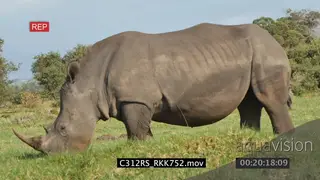 White rhino standing and grazing on grassland GREEN PROFILE 4K