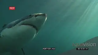 A pair of Great white sharks gently swimming underwater in ocean and one passing over.