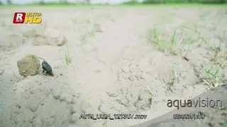 Dung Beetle pushing and rolling the dung ball with its hind legs.