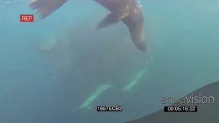 Cape fur seals circling around feeding off Sardine baitball near camera Common Dolphins.