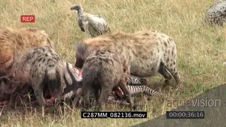Blood stained Spotted Hyena walking down dirt road past White-backed vultures scavenging.