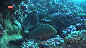 Octopus with Potato Bass and Estuary Perches moving and swimming on coral reef underwater.