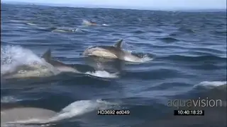 Common Dolphin pod porpoising across ocean AW
