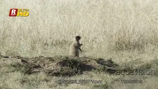 Prairie Dogs standing, guarding territory, looking around and walking out of frame.