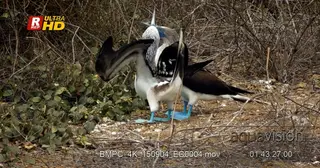 Two blue footed booby's courting, standing, looking around and walking out of frame.