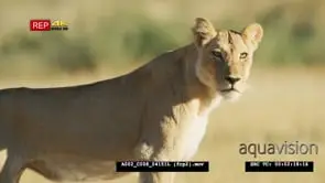 Lioness and lion cubs drinking from waterhole the lioness stand and looking around