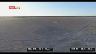 Aerial Drone shot Wildebeests in the distance walking running across open veld