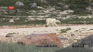 Polar bear with moulting fur walking away from camera scouting around