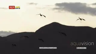 Flock of Sandhill cranes in flight, landing and foraging on aquatic food, during dusk. PAN.