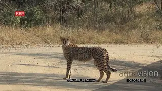 Young Cheetah on dirt road calling looking around searching